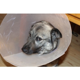 Czym jest kaszak u psa? Przyczyny i leczenie