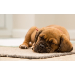 Kaszel kenelowy u psa. Przyczyny, objawy i leczenie