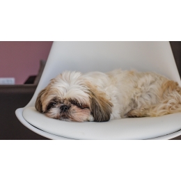 Kaszel wsteczny u psa: groźny objaw czy zwykły odruch?