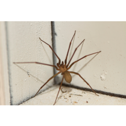 Kątniki domowe (Tegenaria domestica) - wszystko, co powinno się wiedzieć o tych pająkach