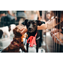 Klatka kennelowa dla psa, którą wybrać?