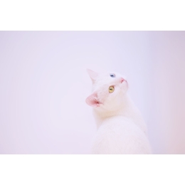 Khao Manee, czyli biały klejnot - Encyklopedia kotów