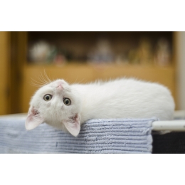 Robaki u kota – objawy, przyczyny. Kiedy i jak odrobaczyć kota?