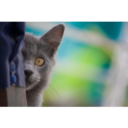 Jak rozpoznać zapalenie pęcherza u kota? Jak je leczyć i jak mu zapobiegać?