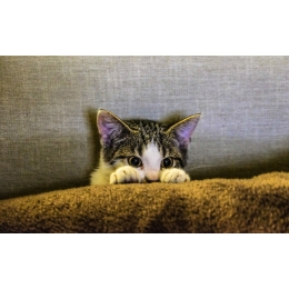 Sterylizacja kotki – na czym polega i jakie ma konsekwencje?