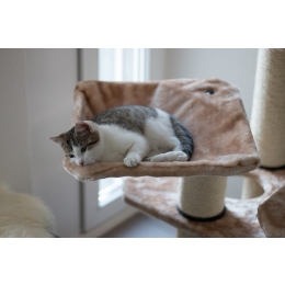 Hamak dla kota – czym jest i czy warto go kupić pupilowi?