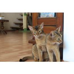 Kot abisyński – pochodzenie, wygląd, charakter i pielęgnacja