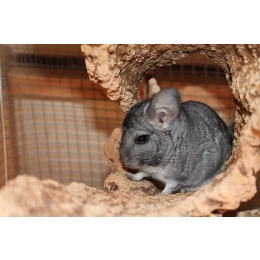 Szynszyl – jak oswoić szynszyla oraz jakie warunki trzeba jej zapewnić?