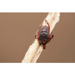 Kleszcz afrykański wędrowny (Hyalomma marginatum) - czy jest nowością w Polsce?