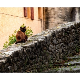 Kleszcze u kota - najważniejsze informacje i porady