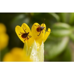 Kleszcze u dziecka - jak wyciągnąć i jak rozpoznać rumień po kleszczu?