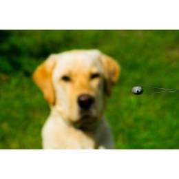 Kleszczowe zapalenie mózgu u psa i kota – objawy, rokowania