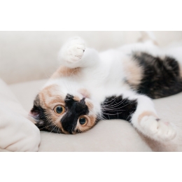 Koci katar - leczenie i objawy. Porady weterynarza