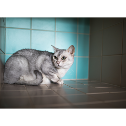 Panleukopenia kotów (koci tyfus) - choroba wirusowa kotów, która sieje spustoszenie