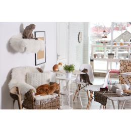 Kocie kawiarnie - na czym polega ich fenomen?