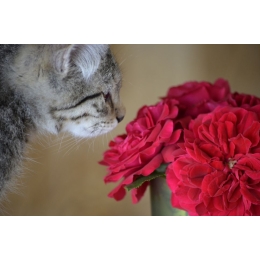 Czy Twój kot Cię kocha? Poznaj 6 oznak kociej miłości