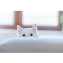 Łzawienie oka u kota - co jest przyczyną kociego płaczu?