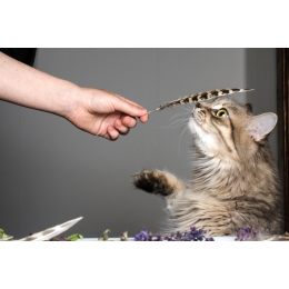 Kocie zmysły a ludzkie – czym się różnią? Jak karma może dopasować się do Twojego kota?