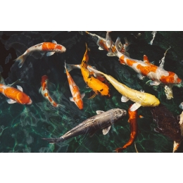 Karp koi – gatunki, wymagania hodowlane i ciekawostki o karpiu japońskim