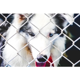 Jak zrobić kojec dla psa? Drewniany, metalowy, a może składany? Sprawdź!