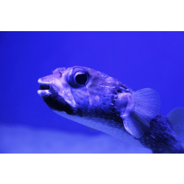 Kolcobrzuch – najważniejsze informacje o gatunku