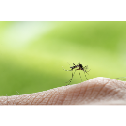 Komary - jak radzić sobie z wakacyjną zmorą?