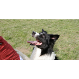 Praktyczne rady jak nauczyć psa prosić