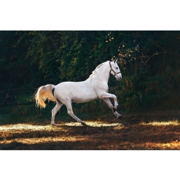 Koń andaluzyjski (Andalusian horse) – najważniejsze informacje o rasie