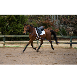 Koń hanowerski – gorącokrwisty dumny koń
