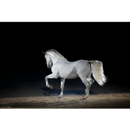 Koń lipicański - gorącokrwisty koń rodowodowy ze Słowenii
