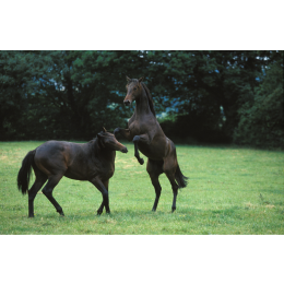 Koń angielski (Folblut) – najważniejsze informacje o rasie