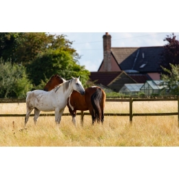 Jaka jest najczęstsza choroba koni?