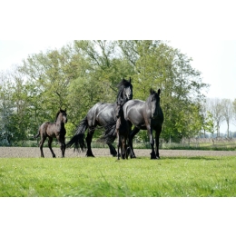 Koń fryzyjski (Friesian horse) – najważniejsze informacje o rasie