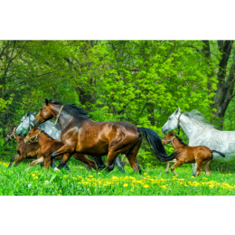 Jaki jest koń gorącokrwisty? Opis i najpopularniejsze rasy