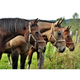 Koń małopolski, czyli perła regionu - najważniejsze informacje o rasie