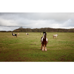 Koń rasy Shire (shire horse) – najważniejsze informacje o rasie