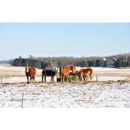 Poznaj rasy i wyjątkowe cechy koni zimnokrwistych