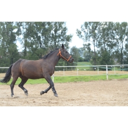 Koń śląski (Silesian horse), polska duma wśród koni