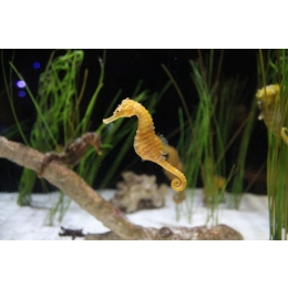 Jak wygląda konik morski i czy możliwa jest jego hodowla w domowym akwarium?