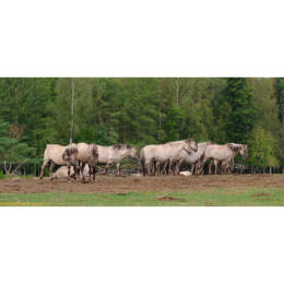 Konik polski (Konik biłgorajski) – najważniejsze informacje o rasie