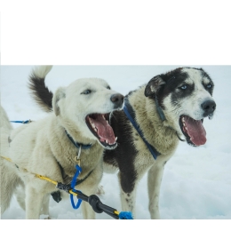 Szczekanie psa – co może oznaczać? Co zrobić, żeby pies nie szczekał?