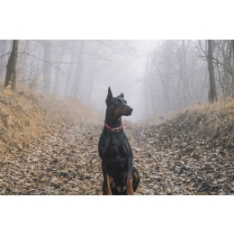 Czemu miało służyć obcinanie uszu i ogona u psów?