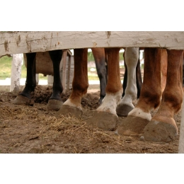 Ile palców ma koń? Kopyto konia - najważniejsze informacje