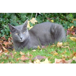 Encyklopedia kotów: Korat (Si Sawat) – charakter, pielęgnacja, zdrowie