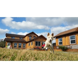 Szczeniak sam w domu – jak przygotować zwierzę i na jak długo można je zostawić?