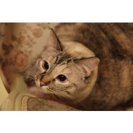 Dlaczego koty boją się ogórków?