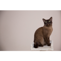 Kot burmski (burmese cat) - Encyklopedia kotów