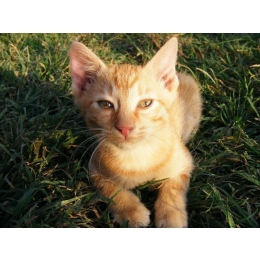 Kot cejloński (Ceylon cat) - najważniejsze informacje o rasie