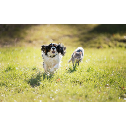 Jak oduczyć psa gonienia kota?