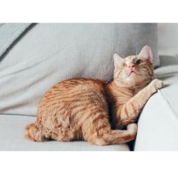 Koty manks (manx cat) – poznaj kolejną rasę bez ogona! Encyklopedia kotów